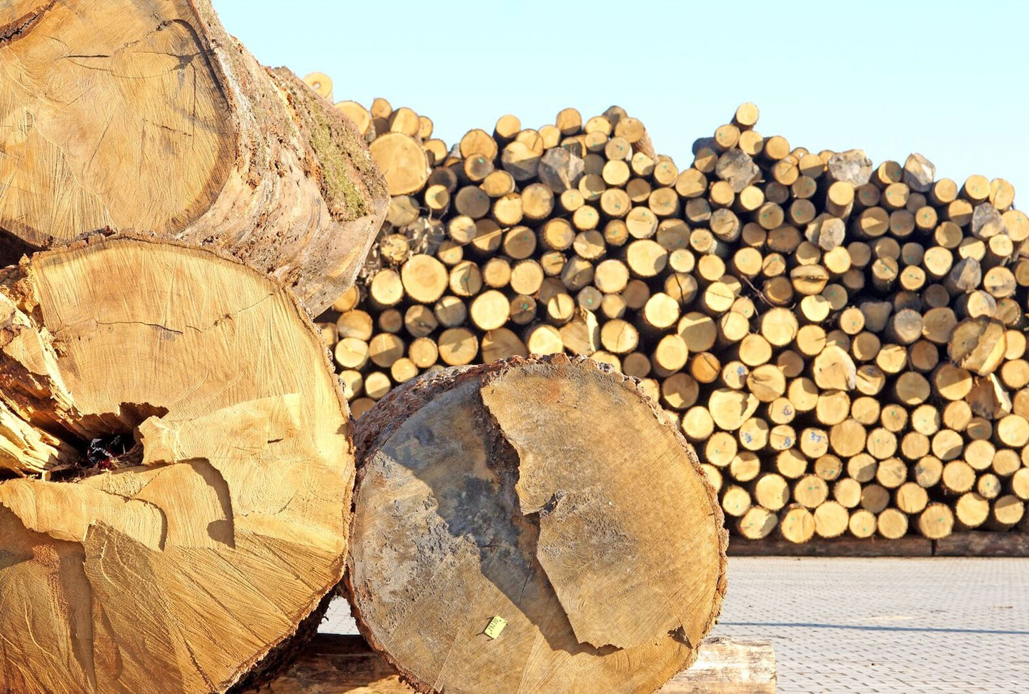 Furniro big wooden logs